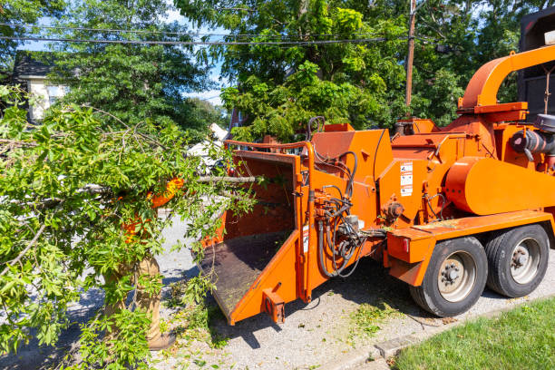 The Steps Involved in Our Tree Care Process in Five Points, OH